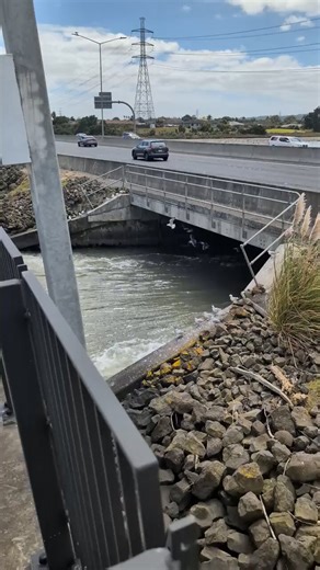 Un grupo de gaviotas utilizando las corrientes bajo un puente como un túnel de viento natural para mantenerse suspendidas en el aire o capturar peces.