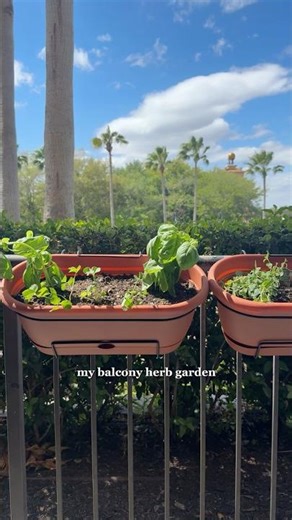 i started growing my own herbs at home 🌿 (earth day) #garden #plants #food