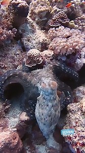 36K views · 625 reactions | Behold the mesmerizing beauty of the octopus! This incredible creature isn't just a master of disguise; it's a true artist of the ocean. Watch as it gracefully moves through the water, effortlessly changing colors to blend with its surroundings or communicate with fellow sea dwellers.  #Octopus #MarineLife #ColorChanging #UnderwaterMagic #OceanCreatures #SeaLife #MarineBiology #NatureWonder #AquaticBeauty #OceanVibes | Scuba Diving | Facebook