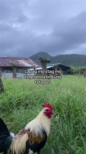 Understanding Stag Manok in the Sabong Community