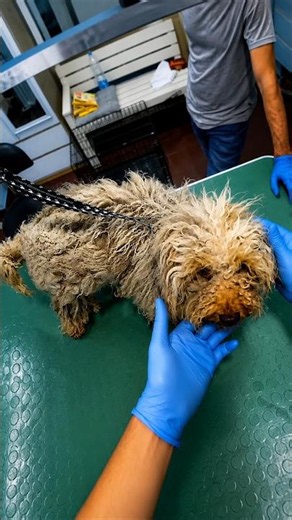Rescuing a Severely Matted Dog The Ultimate Grooming Transformation ❤️