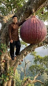 Picking giant figs on high trees is very dangerous because they can fall and crush cars.#viralvideo