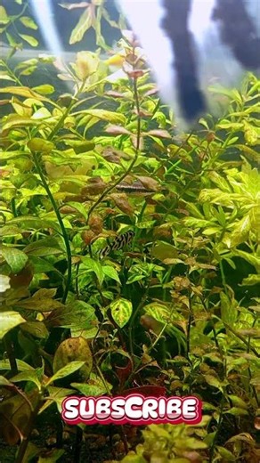 🌾 Soft Green Fish Tank with Peaceful Water Sounds