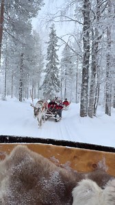 Reindeer adventure 😇 #reindeer #visitlevi #visitlapland | Eanan Tours in Levi