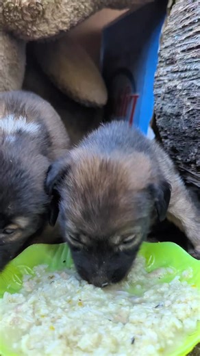 Growing strong with good food 🐶💪🍲#puppylife #pupplove #puppy