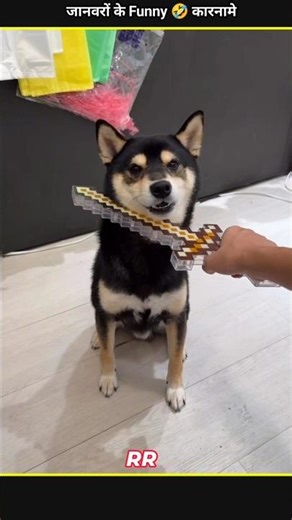 Animals Funny Video 😂😂|| #funny #animals #shorts