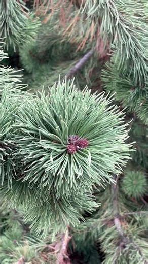 Interesting how this pine plant is #pines #youtubeshorts