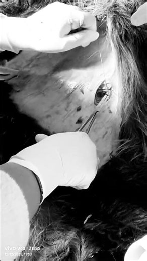 cystotomy in buf.calf #surgery