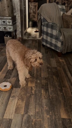 30 reactions · 3 comments | Ollie doesn’t like the smell of deer pee lol | Anita Sisk | Facebook