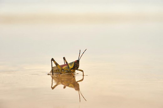 9 Grasshoppers' Spiritual Meaning in your House: Good Luck?