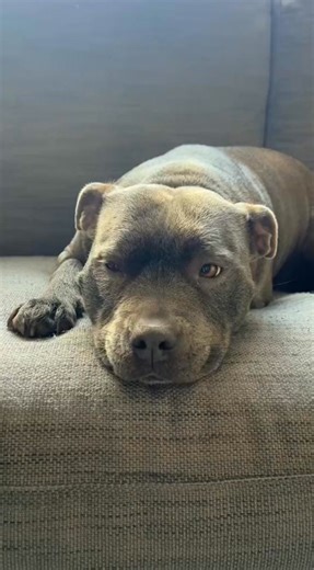 I’ll take that as a yes! #fblifestyle #doglover #dog #puppylove #foryou #funnydog #fyp | The Blue Staffy