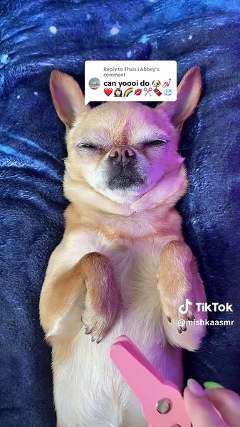 Exploring Dog ASMR: Feeding and Washing