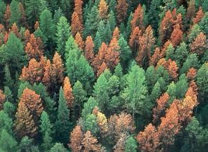 Pine beetles changing water supply, too