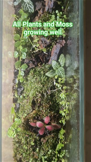 Terrarium update after 1 week, how to build a shallow Terrarium