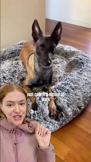 Science Behind Calming Pet Beds