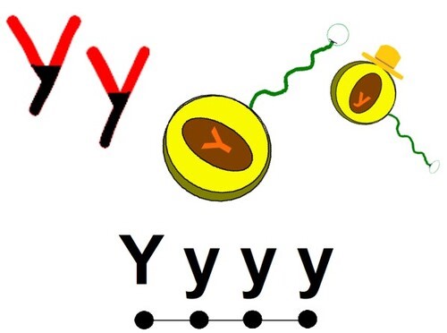 Mnemonics Phonics - Letter Y - FREE Video