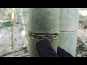 How to distinguish bamboo / Moso bamboo / Matake bamboo / 孟宗竹と真竹の見分け方とバンブークラフト