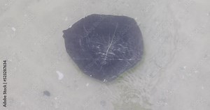 Timber driftwood underwater on sand water waves