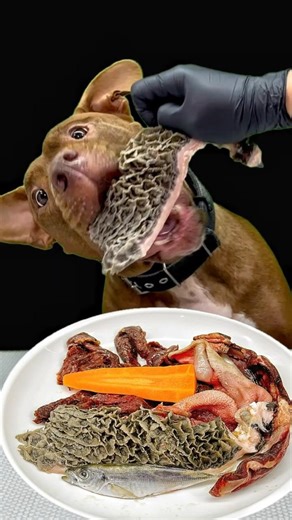 Raw feeding ASMR #asmr