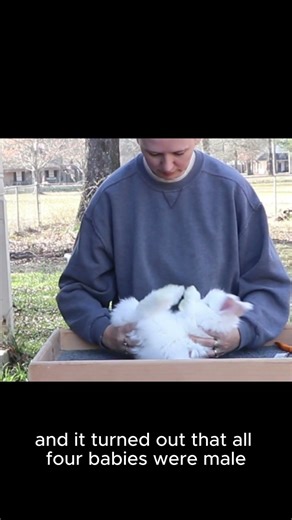 evaluating giant angora rabbits evaluating rabbits 2