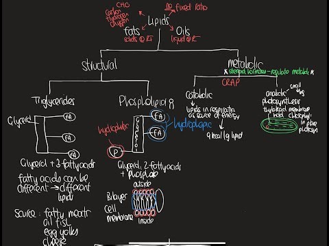 F5_NEW_Nutrition_Biomolecules_Proteins and Lipids