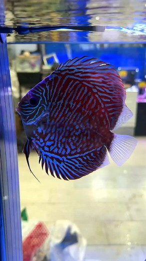 Der Diskus Red Tiger (Symphysodon aequifasciatus var.) ist eine farbintensive Zuchtform des klassischen Diskusfisches, die durch ihr kontrastreiches Zusammenspiel aus leuchtend roter Grundfarbe und kräftigen, türkisblauen Streifen besticht. Die Tiere zeigen eine kompakte, kreisrunde Körperform und bewegen sich ruhig und gleichmäßig – typisch für den Diskus, der in der Aquaristik als einer der elegantesten südamerikanischen Cichliden gilt. Diese Zuchtlinie stammt ursprünglich von Wildfängen aus d