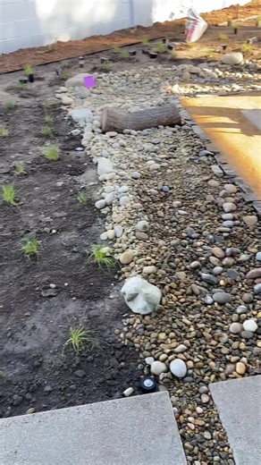 2 years 2 months #nativeplants #ca #wildflower #habitat #arroyo #landscapedesign