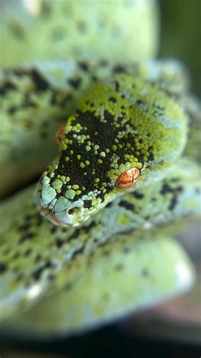 Agronomy Australia on Instagram: "🐍 Green Tree Python (Morelia viridis) — those emerald coils and striking eyes aren’t just for show. For a snake, its vision is relatively good, especially when it comes to detecting movement rather than sharp detail. But sight isn’t how this arboreal hunter truly understands its world. Like most snakes, smell plays the biggest role. Using a forked tongue, it “tastes” the air and delivers chemical signals to the vomeronasal (Jacobson’s) organ, allowing precise s