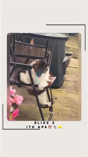 Slide 2 | itu apa⁉️🐾💛