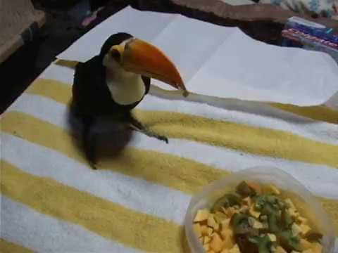 Rocko Eating Fruit | Toucan Diet