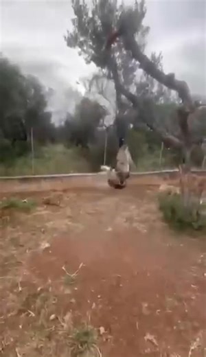 SPRING POLE 💯💯💯👍👍👍 | TOP APBT WORLD