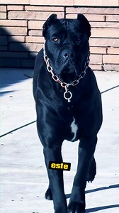 214K views · 9.9K reactions | ¡Cane Corso vs Leopardo! #canecorso #vs #leopardo #animalessalvajes | 100DatosCuriosos | Facebook
