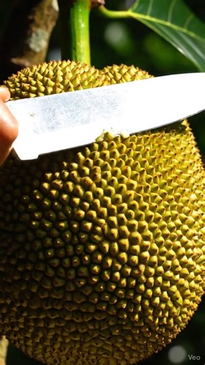 Satisfying Jackfruit Cutting 🔪 | Juicy Kathal ASMR | Realistic Fruit Cutting 8K | @fruit_cutting_98