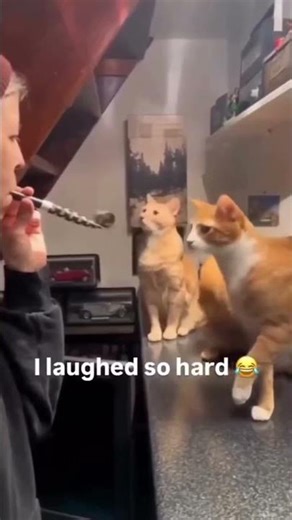 Hilarious Cat Prank Reactions 😹 | Funny Cats #catpranks #funnycat #catvideos