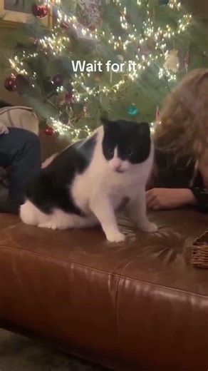 😂 The Most Embarrassing Pet Moments Ever!