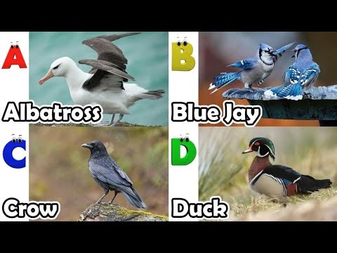 Birds Alphabet Song | ABC Safari Animals 18TH2813 | Nursery Rhyme for Kids | FT Kids Show