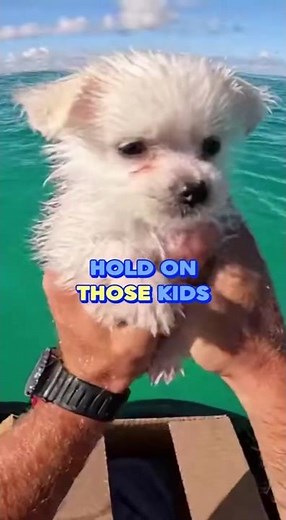 Puppy saved in ocean