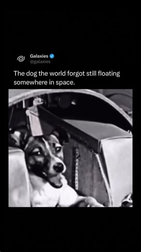 Galaxies on Instagram: "Laika was the little stray from Moscow who became the first living creature to orbit Earth in 1957. She never came home, but her journey marked the moment our species truly began leaving the planet. A tiny dog in a metal capsule, circling a world that barely knew her name — reminding us that every great leap forward is paid for with courage, wonder, and heartbreaking sacrifice."