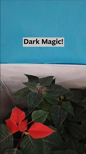 How I Got My Poinsettia Red Again: My Simple Darkness Trick!