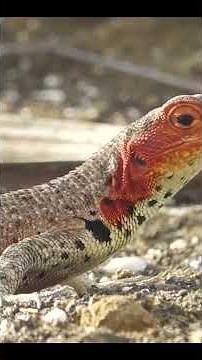 Lava Lizard’s Wildest Moves Caught on Camera! #LavaLizard #GalapagosWildlife #AnimalShorts