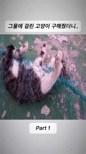 고양이 구출 이야기 - 감동적인 순간들