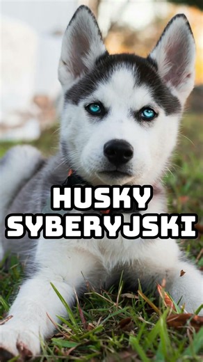 Co twoja rasa mówi o Tobie ? #behave #canecorso #husky #psyrasowe #rozrywka #współpraca