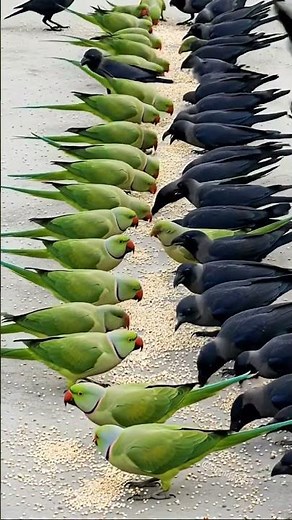 Crow 🐦‍⬛SoundCrows and Indian Talking Parrots 🦜 Prove They're the Smartest Birds on EarthBird Sound