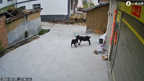 Goats get heads stuck in bucket in Yunnan, China