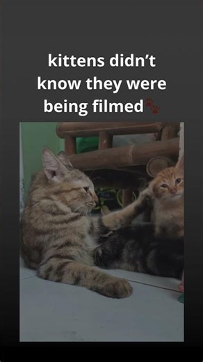 Kittens cute figthing!