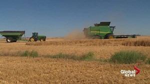 Near-ideal crop conditions good for farmers, consumers in Alberta