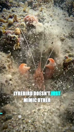 8 Creatures Evolution Got Completely Right #animalfacts #nature #evolution
