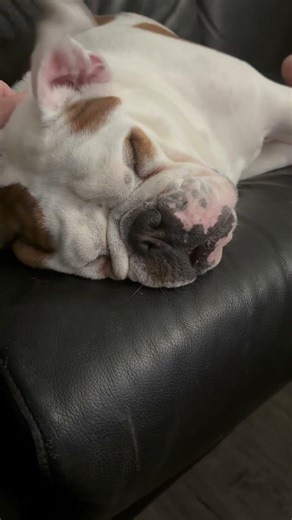 Coco the English Bulldog in her natural state of sleep #bulldog #englishbulldog #cuteanimals #puppy