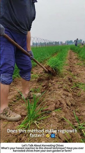 Harvesting Chives with a Shovel – Fast Cutting Just Above the Root 🌱🔪