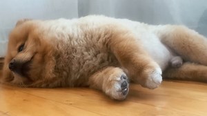 Dog Spitz Cute Free Stock Video